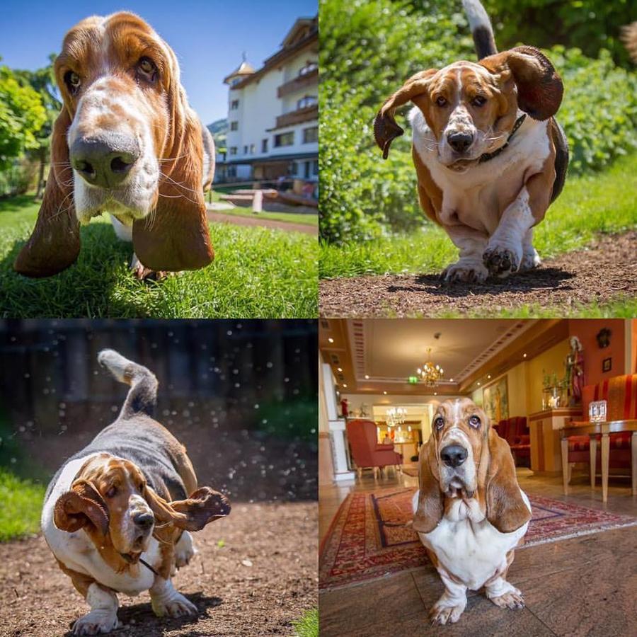 Hotel Magdalena Im Zillertal - Urlaub Mit Hund Рід-ім-Ціллерталь Екстер'єр фото